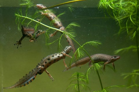 Lissotriton vulgaris, smooth newt, triturus vulgaris, amphibians, amphibians, female, amphibians,