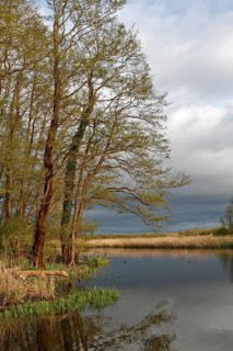 Alders in the spring in the evening on the Peene, dramatic light mood, Naturpark Flusslandschaft