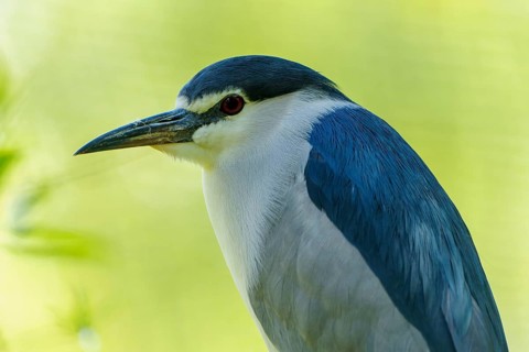 A bird with blue-black plumage and red eyes against a soft green background, Night Heron