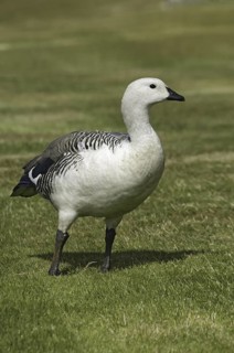 Upland Goose (Chloephaga picta) male, Falkland Islands