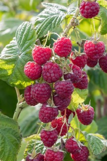 Raspberry (Rubus idaeus 'Sugana' TWOTIMER), BS Sämann, Germany