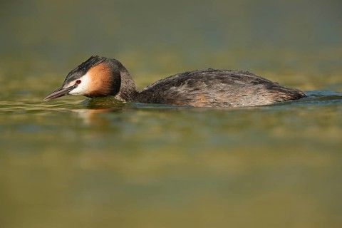 Great Crested Grebe (Podiceps cristatus), North Rhine-Westphalia, Germany