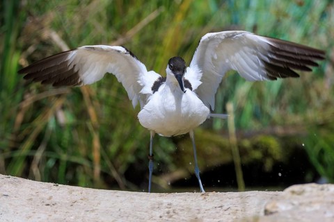 A black and white bird in motion with outspread wings, Avocet (Recurvirostra avosetta), France