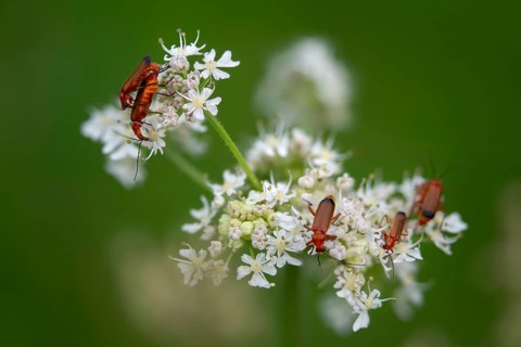 Common Red Soldier Beetle, Light Hedge Soft Beetle, Ochre Brown Soft Beetle, Red Soldier Beetle,