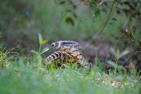 Variegated skink in a woodland clearing, animals, mammals, (Veranus varius), Gunderman, New South