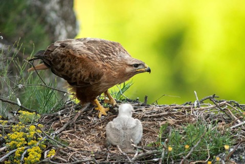 Accipitriformes, eagle buzzard, Buteo Rufinus, long-legged buzzard, birds, Bulgaria, eagle, female,