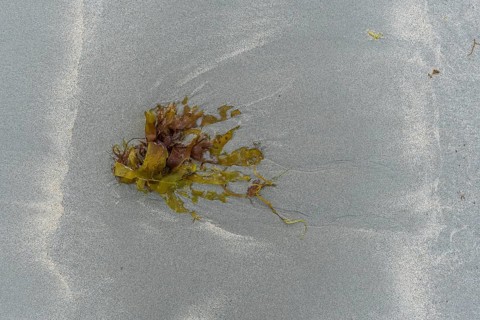 Seaweed on the sand. Camaret, Crozon, Britain, France