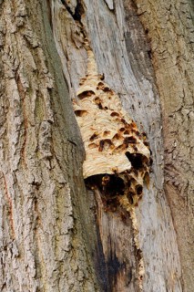 Hornets (Vespa crabro) building a nest on a tree trunk, hornet's nest, North Rhine-Westphalia,