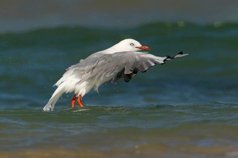 Silver Gull (Chroicocephalus novaehollandiae) flying, Victoria, Australia