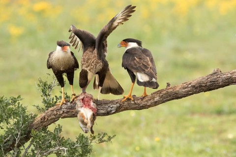 Northern Crested Caracara (Caracara cheriway) adult and juveniles eat on carrion, Texas, USA