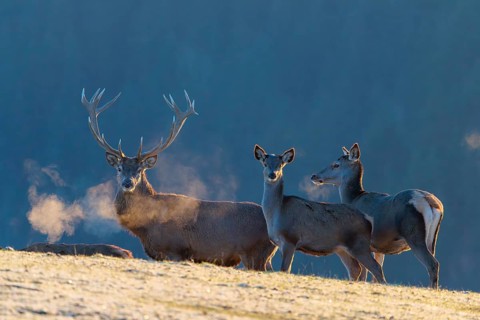 A red deer stag (Cervus elaphus) and three hinds stand in the first light of day on a meadow