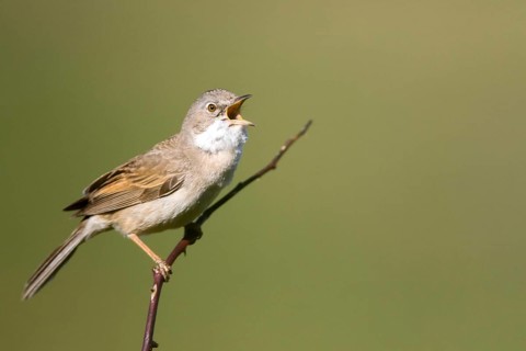 Common Whitethroat (Sylvia communis) male singing, perched on a branch, Madrid, Spain