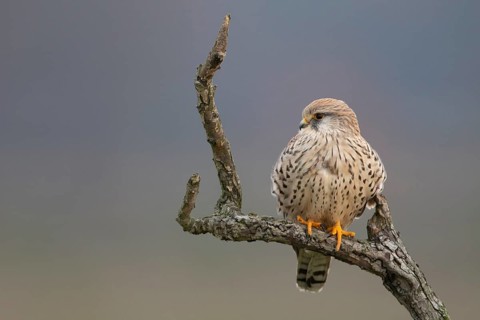 Common Kestrel (Falco tinnunculus) female perched on a branch, North Rhine-Westphalia, Germany