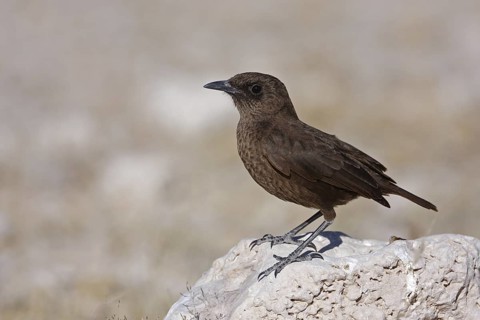Ant-eating Chat (Myrmecocichla formicivora), Oshikoto, Namibia