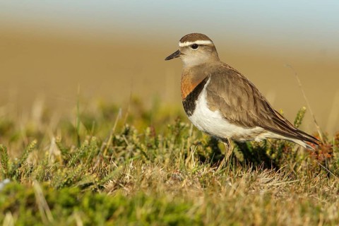 Rufous-chested Dotterel (Charadrius modestus) on the ground in the Falkland Islands