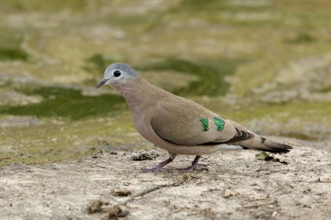 Smaragdvlekduif, Emerald-spotted-wood-dove, Turtur chalcospilos