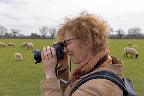 Woman photographing sheep, willow, Moreton-in-Marsh, Cotswolds, England, Great Britain