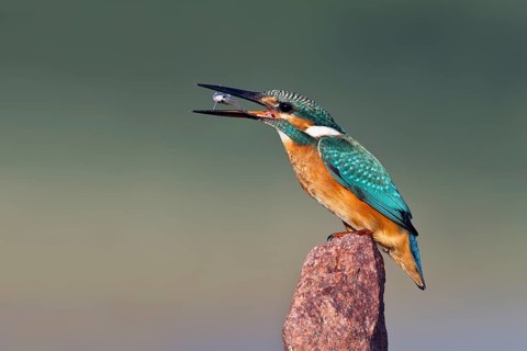 Common Kingfisher (Alcedo atthis), Rishon LeZion, Israel