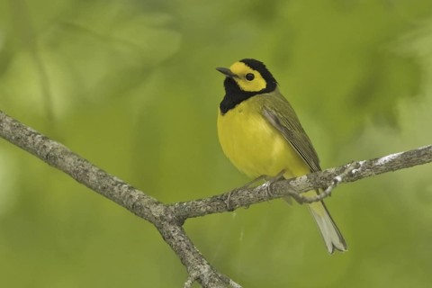 Hooded Warbler (Setophaga citrina) male, Ontario, Canada