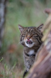 European or Scottish wildcat (Felis silvestris) adult animal licking its lips, United Kingdom