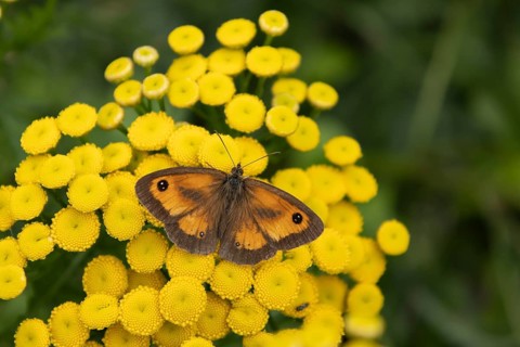 Gatekeeper (Pyronia tithonus) butterfly adult feeding on a Tansy (Tanacetum vulgare) flower,
