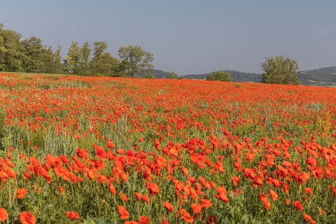Field of blooming Papaver rhoeas (common poppy, corn poppy, corn rose, field poppy, Flanders poppy