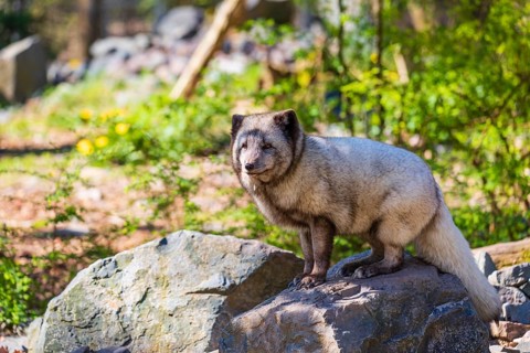 Fat fox, fed by tourists. One arctic fox (Vulpes lagopus), (white fox, polar fox, or snow fox) sits