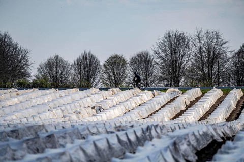 Asparagus fields, asparagus stems under foil, for faster growth, near Kirchhellen, district of