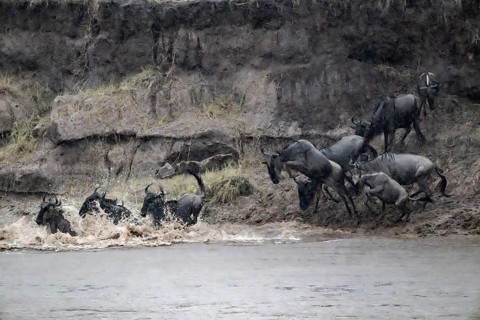 The Great Migration: Huge herds of wildebeest (Connochaetes taurinus) leap into the Mara River and