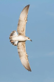 Yellow-legged Gull (Larus michahellis) flying, Baden-Wuerttemberg, Germany