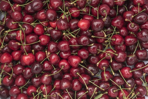Fresh wild cherries (Prunus avium), Bavaria, Germany