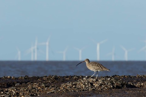 Eurasian curlew (Numenius arquata) adult wading bird on a shoreline with wind turbines of an