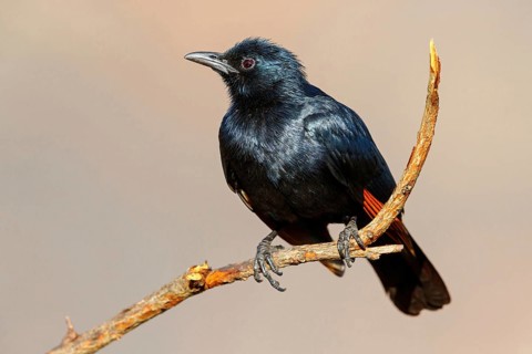 A Red-winged Starling on a perch, (Onychognathus morio), Africa, South Africa, KwaZulu-Natal,