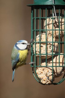 Blue tit (Cyanistes caeruleus) at the winter feeding site, Allgäu, Bavaria, Germany