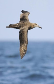 Black-footed Albatross (Phoebastria nigripes)