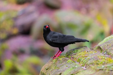 A Red-billed chough, Pyrrhocorax pyrrhocorax stands on a rock looking for food