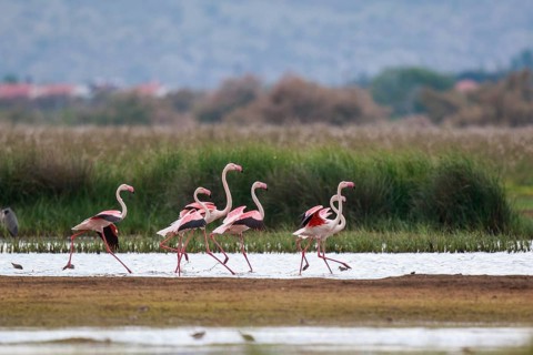Greater Flamingo (Phoenicopterus roseus) group standing in shallow water, Greece