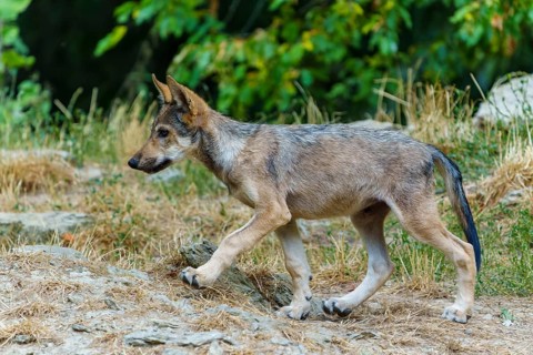 Timberwolf, wolf, American wolf (Canis lupus lycaon), Germany. A young wolf curiously explores the