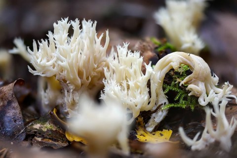 Clavulina coralloides, Clavulina cristata, antler-shaped coral, comb-shaped coral, comb-shaped club
