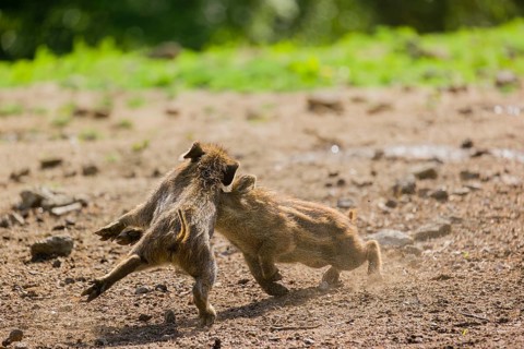 Two Wild boar (Sus scrofa) piglets play on a clearing