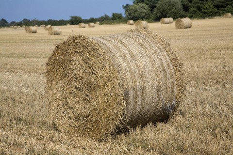 Round straw bales in field, Shottisham, Suffolk, England, United Kingdom