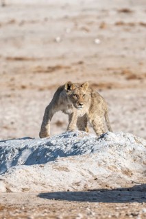 Lion (Panthera leo), young at the waterhole, Nebrowni waterhole, Etosha National Park, Namibia