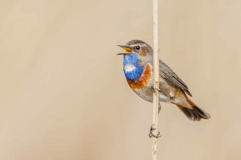 Blaukehlchen, Luscinia svecica Bluethroat, Luscinia svecica