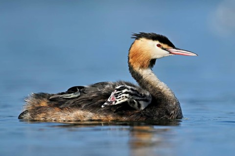 Great Crested Grebe (Podiceps Scalloped ribbonfish), with chicks in plumage swimming in the water,
