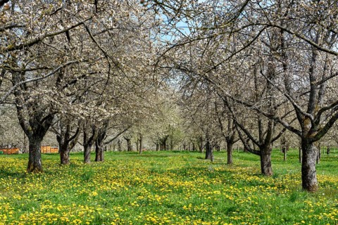 Blossoming cherry trees at the Dreikirschenweg, near Mösbach, Ortenaukreis, Black Forest,