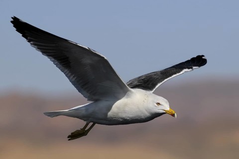 Lesser Black-backed Gull (Larus fuscus) flying, Eilat, Israel