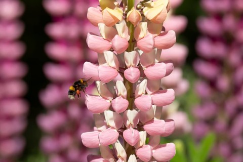 Buff tailed bumblebee (Bombus terrestris) adult bee flying towards a Lupin garden flower in summer,