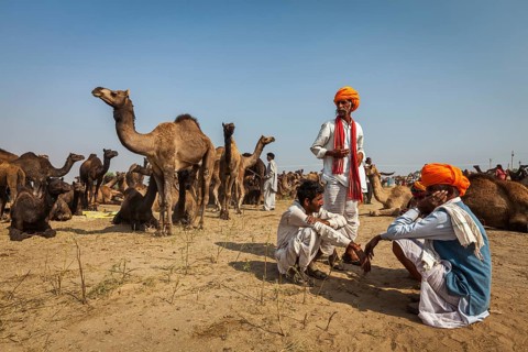 PUSHKAR, INDIA, NOVEMBER 20, 2012: Indian men in traditional turbans and camels at Pushkar camel