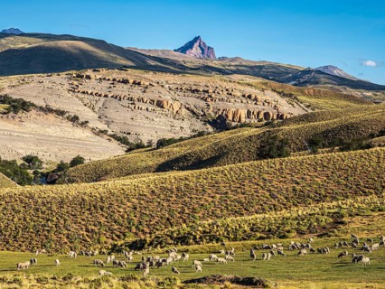 Flock of sheep grazing in arid landscape, peak of mountain Cerro Zeballos in the back, volcanic