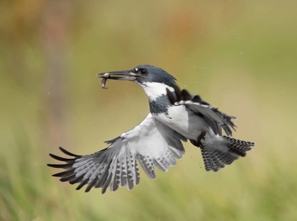 Belted Kingfisher (Megaceryle alcyon) male flying with fish prey in its beak, Florida, USA